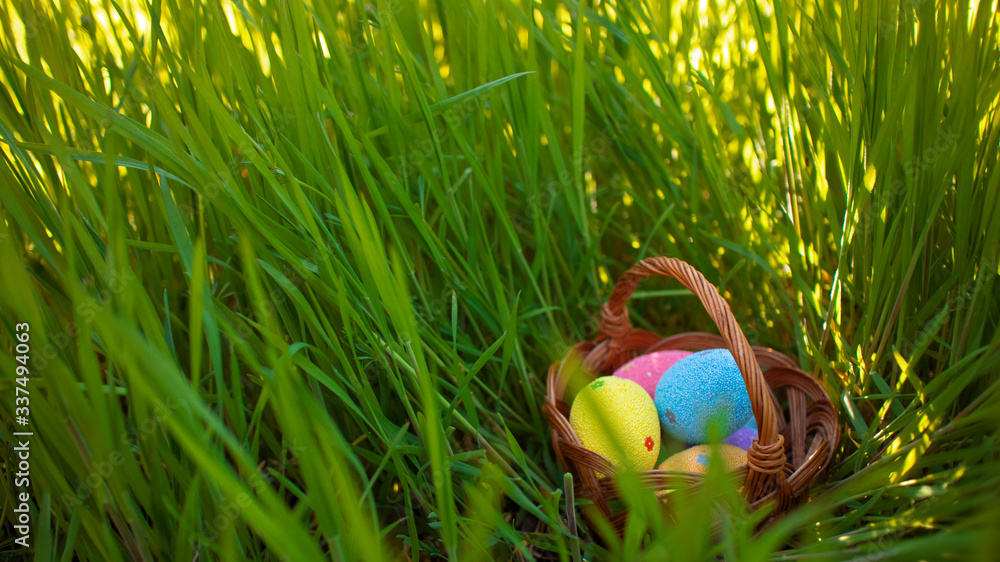 Fototapeta premium Colorful Easter eggs hidden in the green grass. Easter egg hunt for kids. Happy easter.