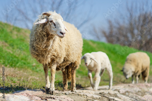 Sheep and lamb walking on the paved way by the green grass side in nature in sunny day front view selective focus
