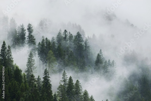 Panoramic View Of Trees In Forest During Foggy Weather