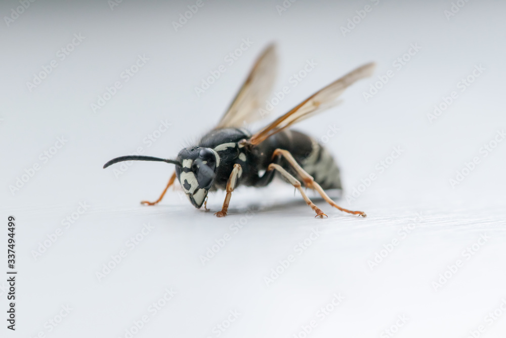 Wasp Up Close