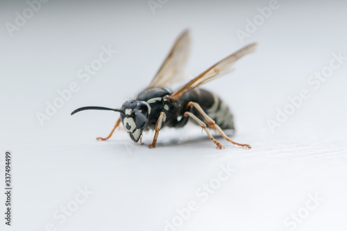 Wasp Up Close