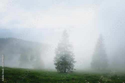 Misty fir trees / mystical / quiet / close to nature © Pablito Perro
