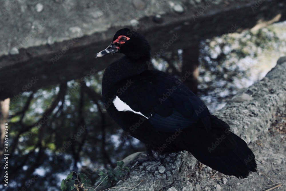 Fototapeta premium Un pato.