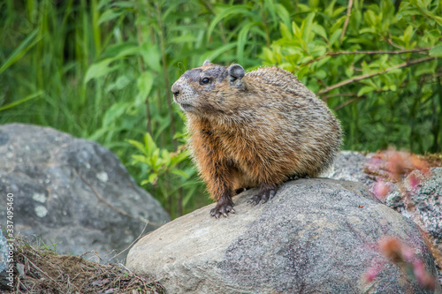 Groundhog Up Close