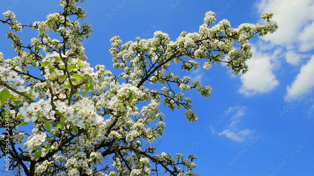 schön blühender Ast eines Apfelbaumes vor blauem Himmel