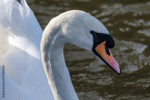 Mute Swan (Cygnus olor), Belfast Waterworks, Northern Ireland, UK © Francesco