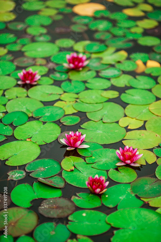 water lilies on the lake