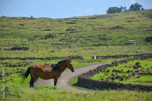 Wild Horses of Easter Island, Rapa Nui