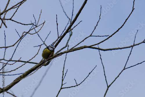 Eurasian Blue Tit (Cyanistes caeruleus), Lagan River, Belfast, Nothern Ireland, UK