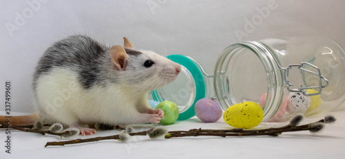 The Easter symbol of the Chinese New year 2020 is a metal rat.Colorful eggs, willow twigs and a pet rat. Easter card