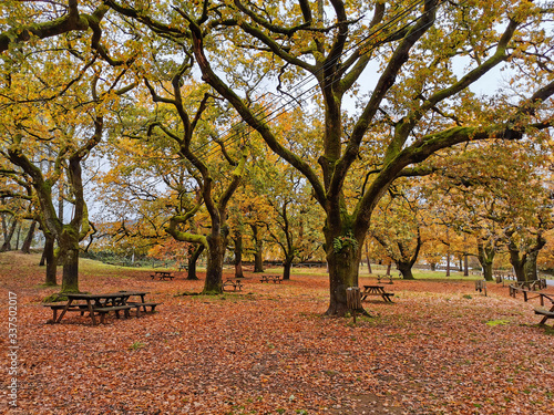 Landscape with warm autumn colors