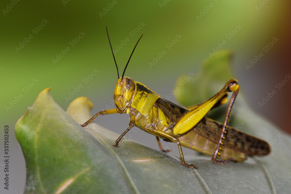 yellow grasshopper brown winged wood with 2 antennas on top of an oval round head with dark gray color- yellow grasshopper brown winged wood with 2 antennas on top of an oval round head with dark gray color-