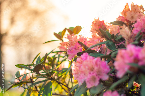 Flowery Bush in the Sunlight