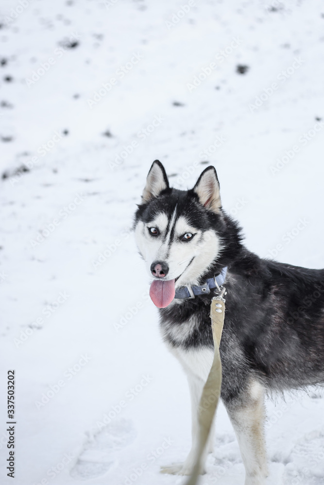 Siberian husky dog ​​on a leash in winter on snow with open mouth and protruding tongue