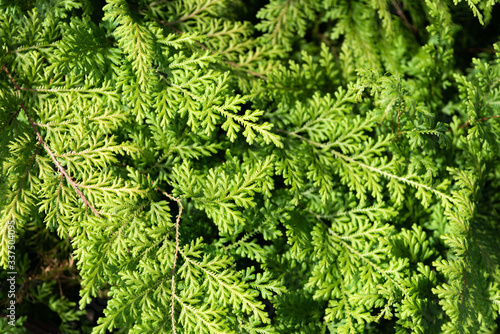 Green juniper plant leaves background texture.