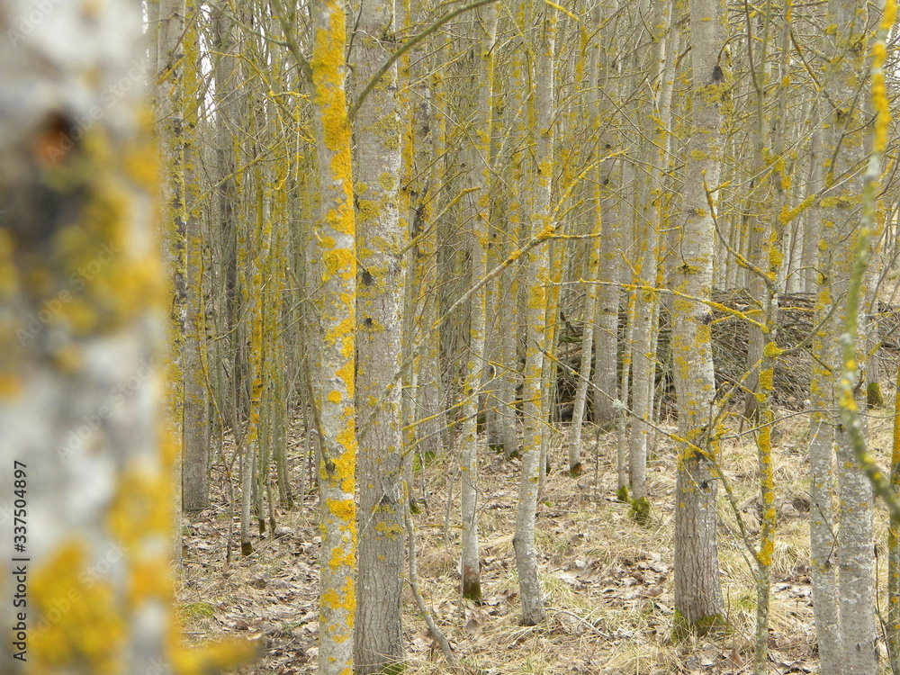 Obraz premium Весенняя тополиная роща