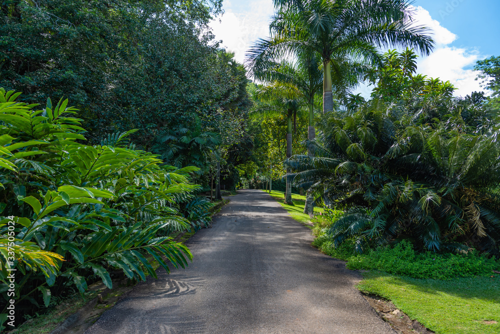 Empty path at the botanical garden of Seychelles, tropical flora and green foliage.
