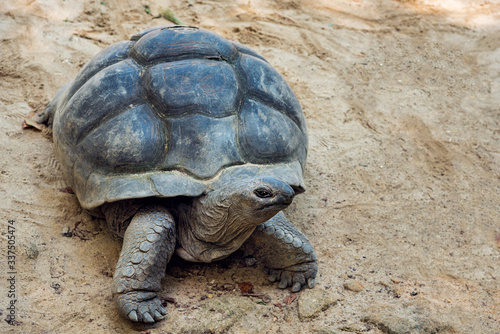 Aldabra giant tortoise at the botanical garden of seychelles.
