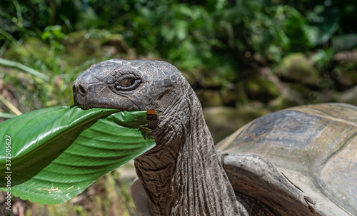 Aldabra giant tortoise eating a plant leaf outdoors.