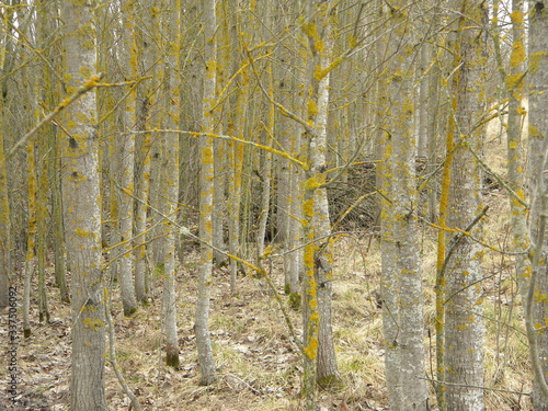 Wallpaper Mural Яркий мох на тополе Torontodigital.ca