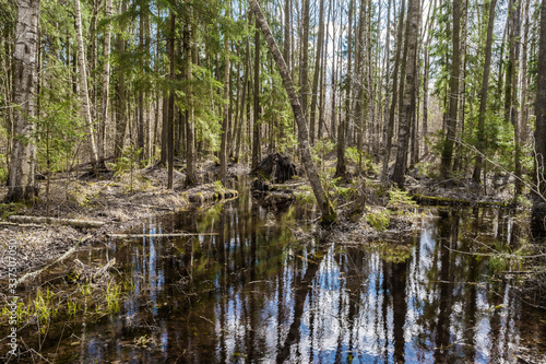 Forest swamp with fallen trees with moss and dry grass. Beautiful landscape with a river in the forest. Fallen branches of trees in the river.