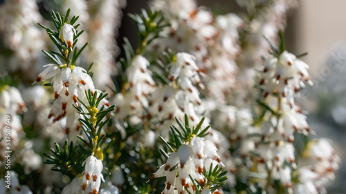 Foto White heather, Springwood White, Erica Carnea