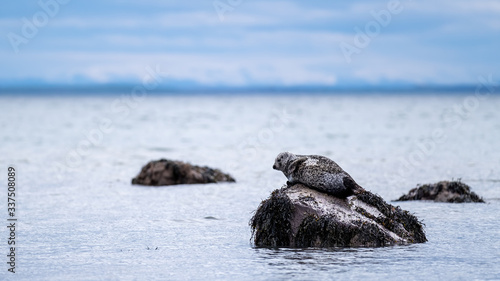 Common or Harbour seal lounging on a rock in the Highlands of Scotland © HighlandBrochs.com
