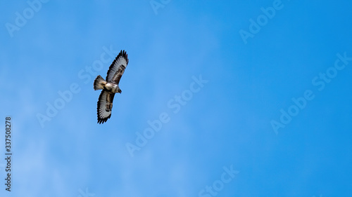 Common buzzard (buteo buteo) soaring in a clear blue sky with his wings outstretched showing his feathers and plumage