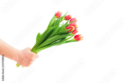 Man hand with bouquet of tulips on white isolaated background