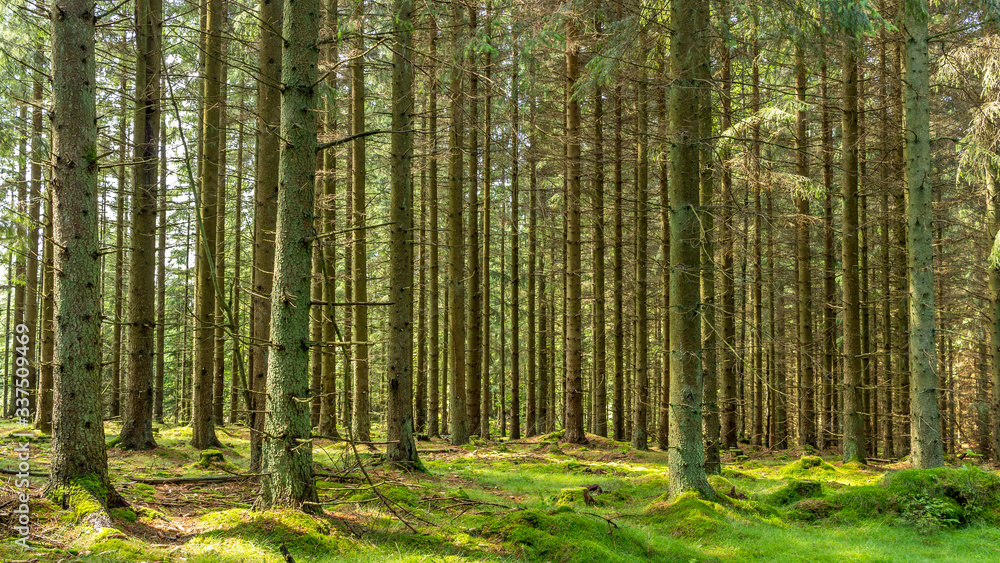bamboo forest background bamboo forest background