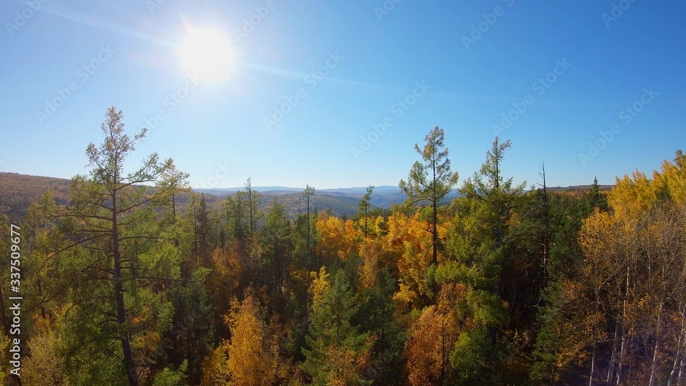 Fototapeta premium Beautful aerial view of the trees in the autumn forest in sunny day. Aerial view