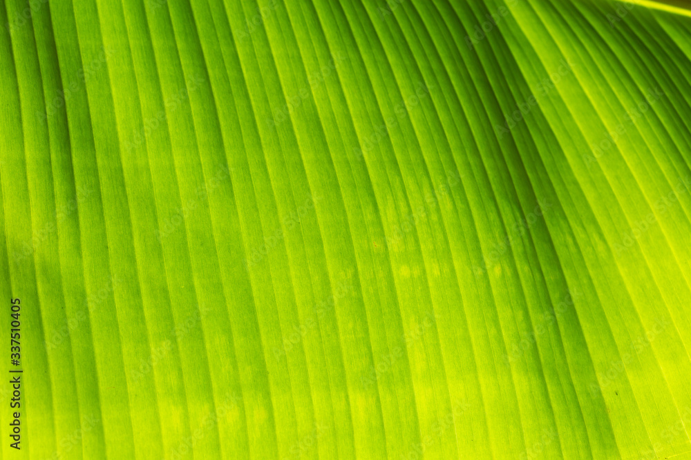 Banana leaf background against backlight Banana leaf background against backlight
