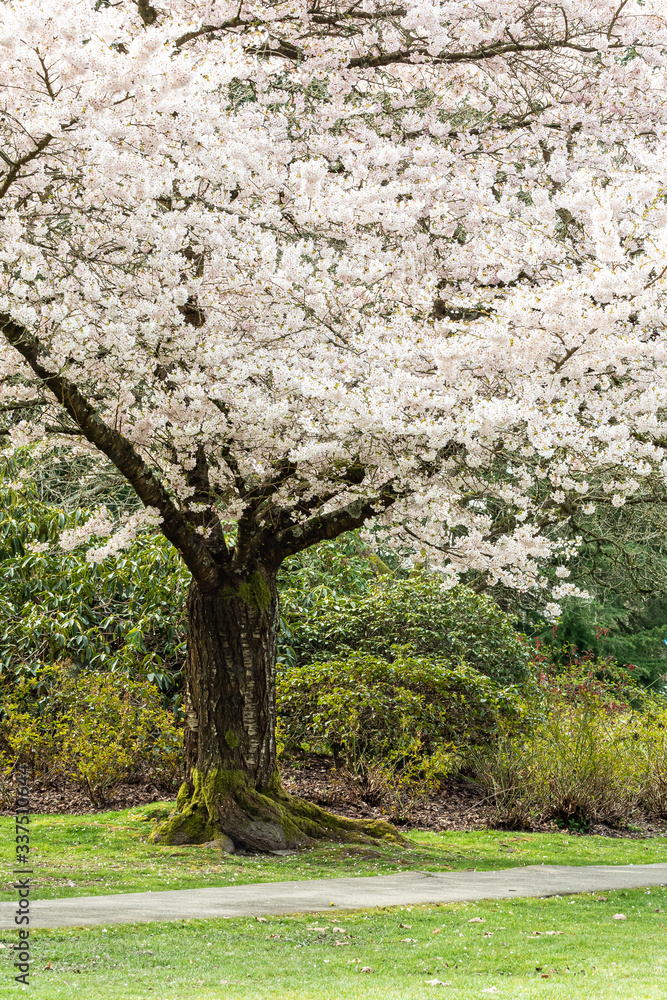 a beautiful cherry tree blooming in the park on the side of the walkway a beautiful cherry tree blooming in the park on the side of the walkway