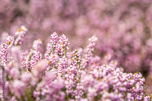 dense pink flowers blooming on top of the bushes in the park with blurry pink background