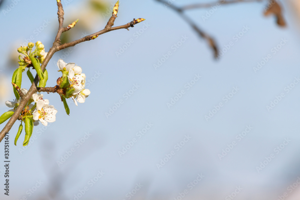 Spring blossoming white pink cherry tree background Spring blossoming white pink cherry tree background