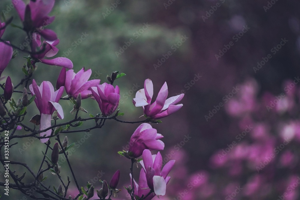 Purple Magnolia flowers on beautiful spring background, selective focus Purple Magnolia flowers on beautiful spring background, selective focus