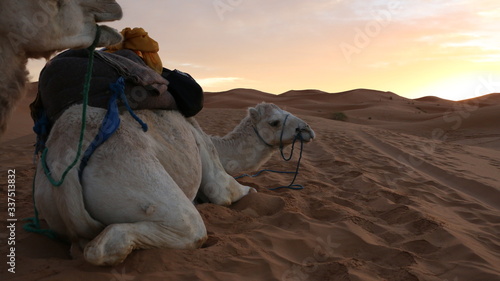 Un camello blanco acostado en el atardecer del desierto de Sahara en Marruecos. 