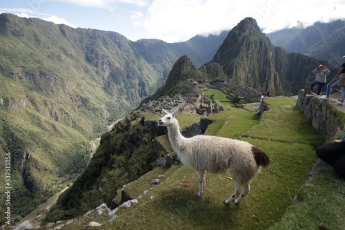 Llama blanca en las montañas de MachuPicchu en Perú  © Dave