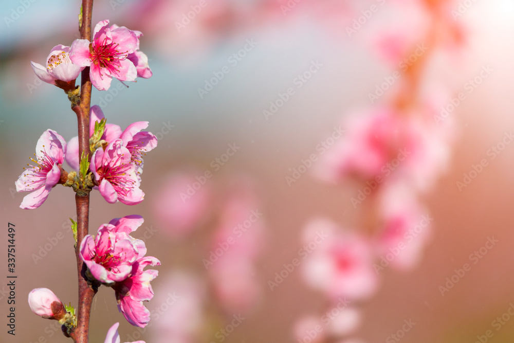 Fototapeta premium Spring blossoming violet pink peach tree background