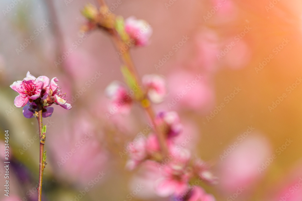 Spring blossoming violet pink peach tree background Spring blossoming violet pink peach tree background