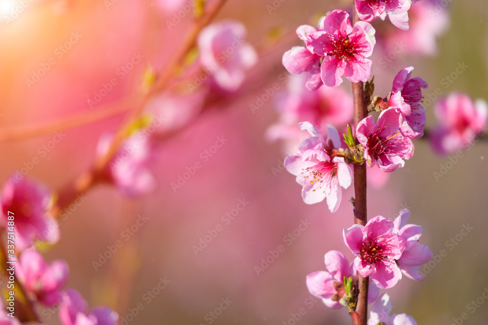 Spring blossoming violet pink peach tree background
