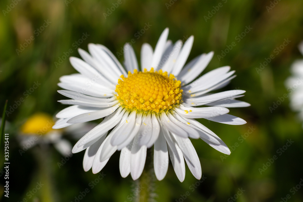 Closeup of Daisy Flower in the Garden Closeup of Daisy Flower in the Garden