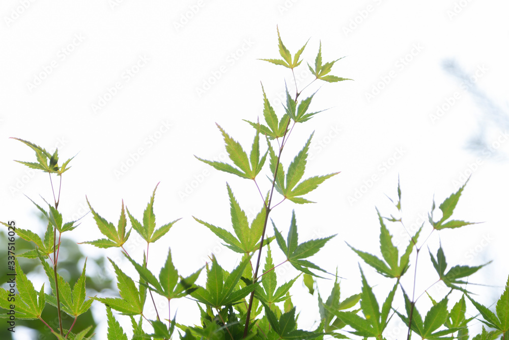 Obraz premium green grass on white background