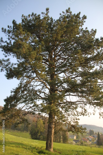 Black pine tree forest needles 