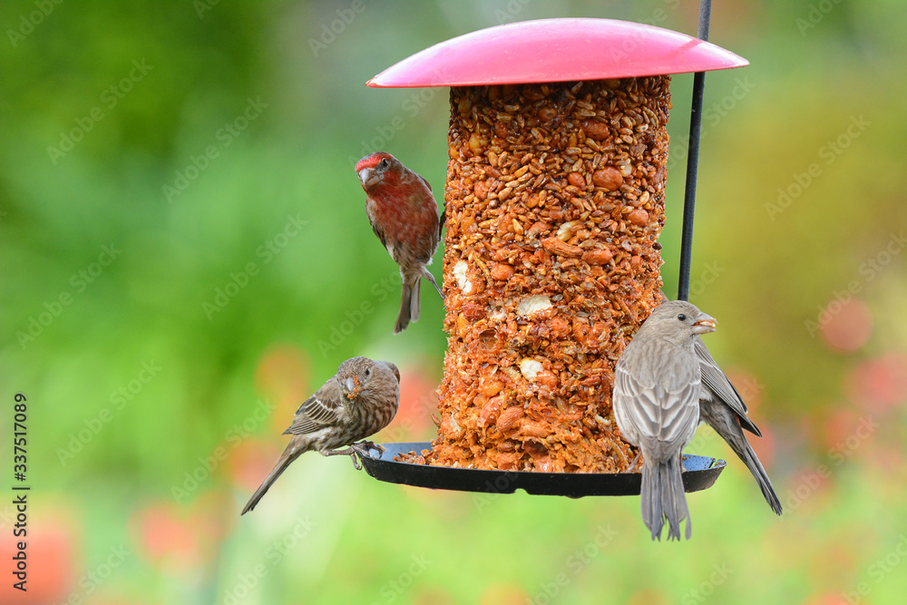 Naklejka premium A group of House Finches Male and Female on a feeder in a suburban garden.
