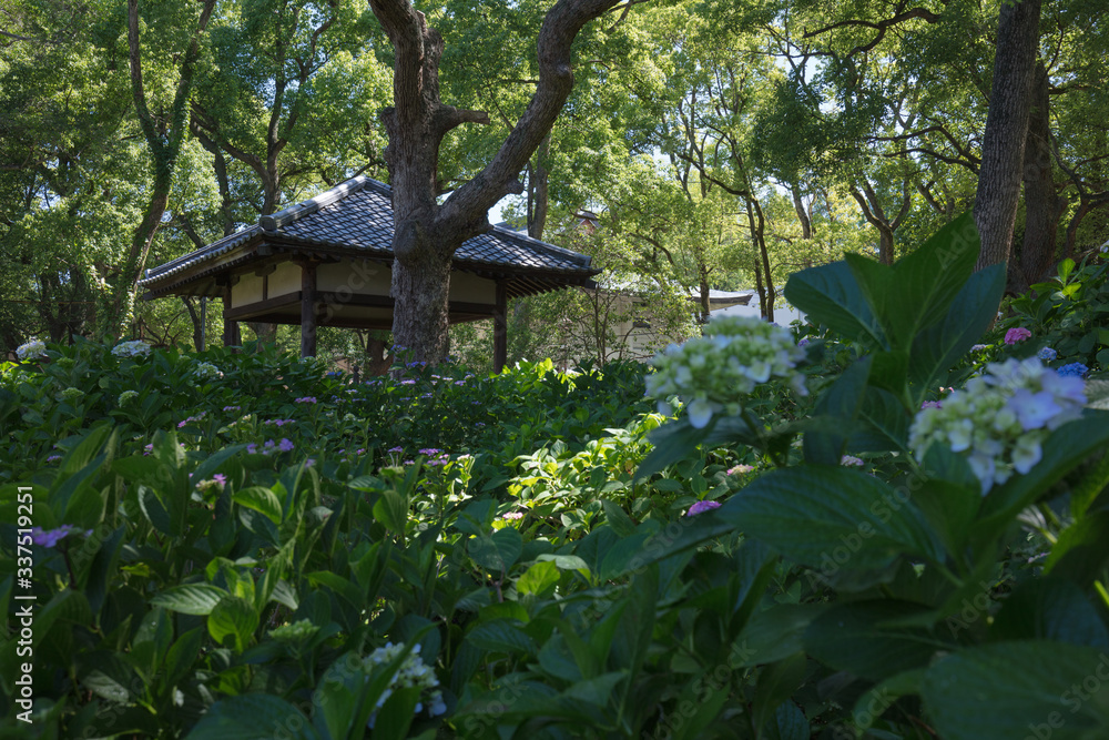 京都府 藤森神社 紫陽花 京都府 藤森神社 紫陽花