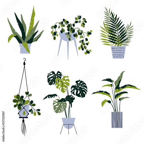 Set of vector houseplants in pots. Floral collection in flat style isolated on white background