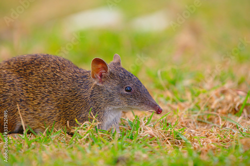 A bandicoot foraging in the grass
