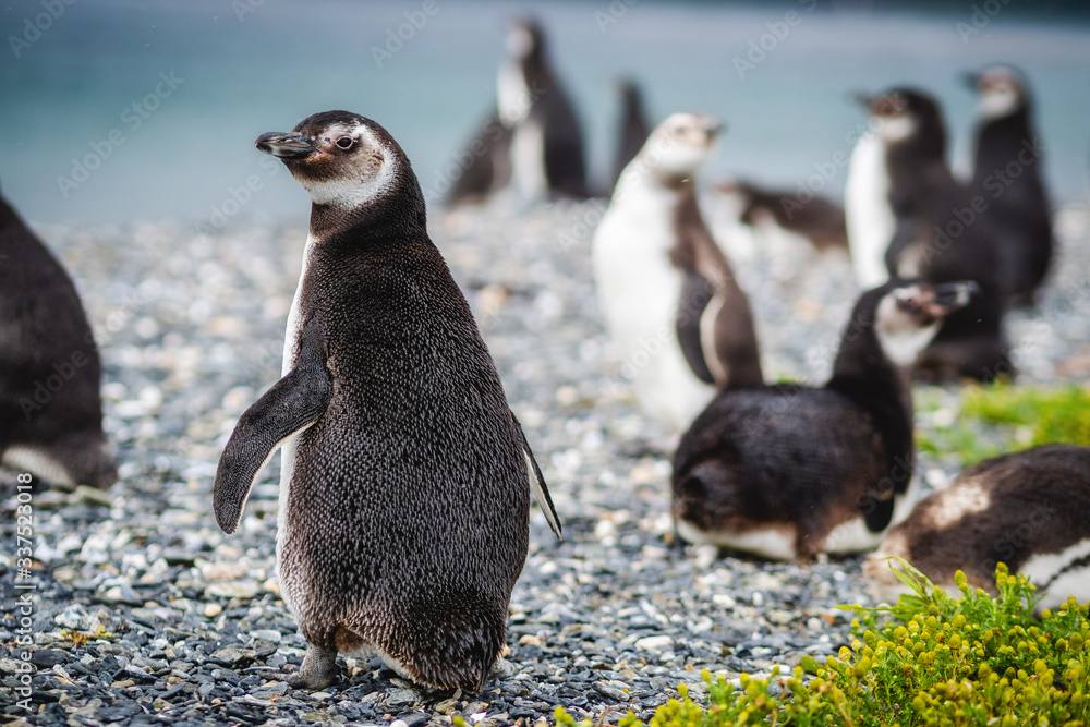 Magellanic penguin colony on Martillo Island in the Beagle Channel,  Ushuaia, Tierra del Fuego archipelago, southern Argentina. foto de Stock |  Adobe Stock