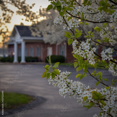 cherry blossom tree